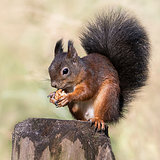 Red squirrels